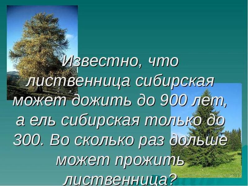 Роль лиственницы