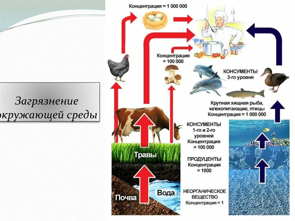 Цепи загрязнения окружающей среды 3. Накопление токсичных веществ в пищевых цепях. Накопление загрязнителя в пищевых цепях. Накопление вредных веществ в окружающей среде. Загрязнение окружающей среды схема.