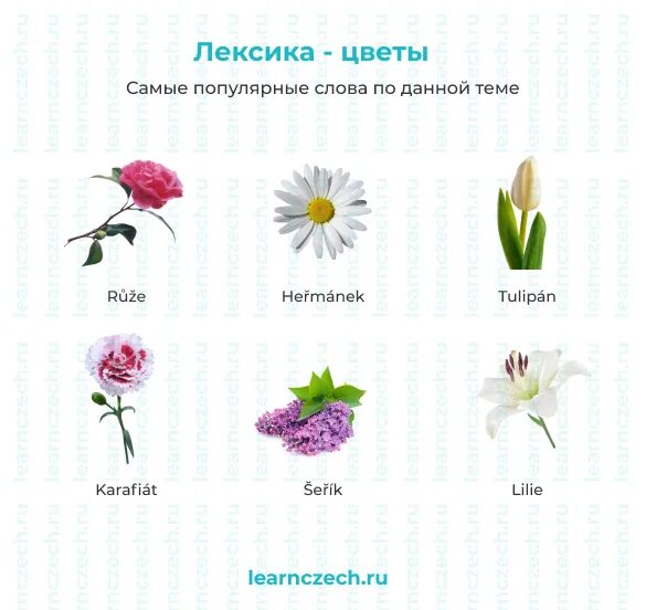 Цветок лексика