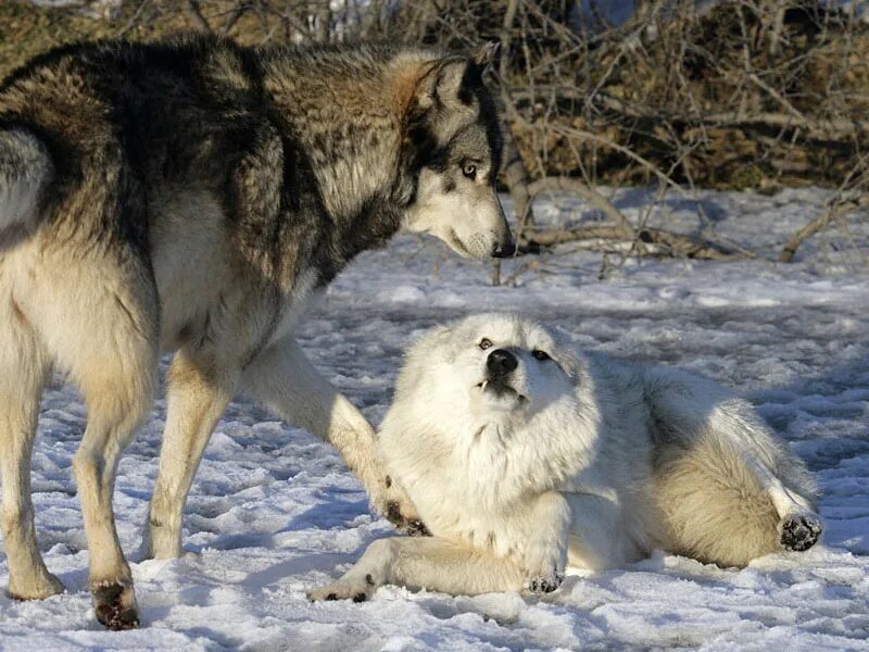 англия. характерные крики загонщиков зверя 7 букв. джон фредерик льюис картины.