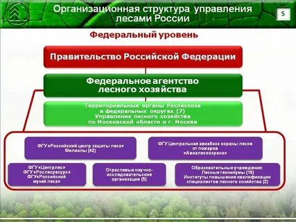 Федеральный орган управления лесным хозяйством