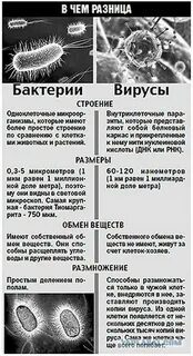 Вирусные и бактериальные заболевания кратко