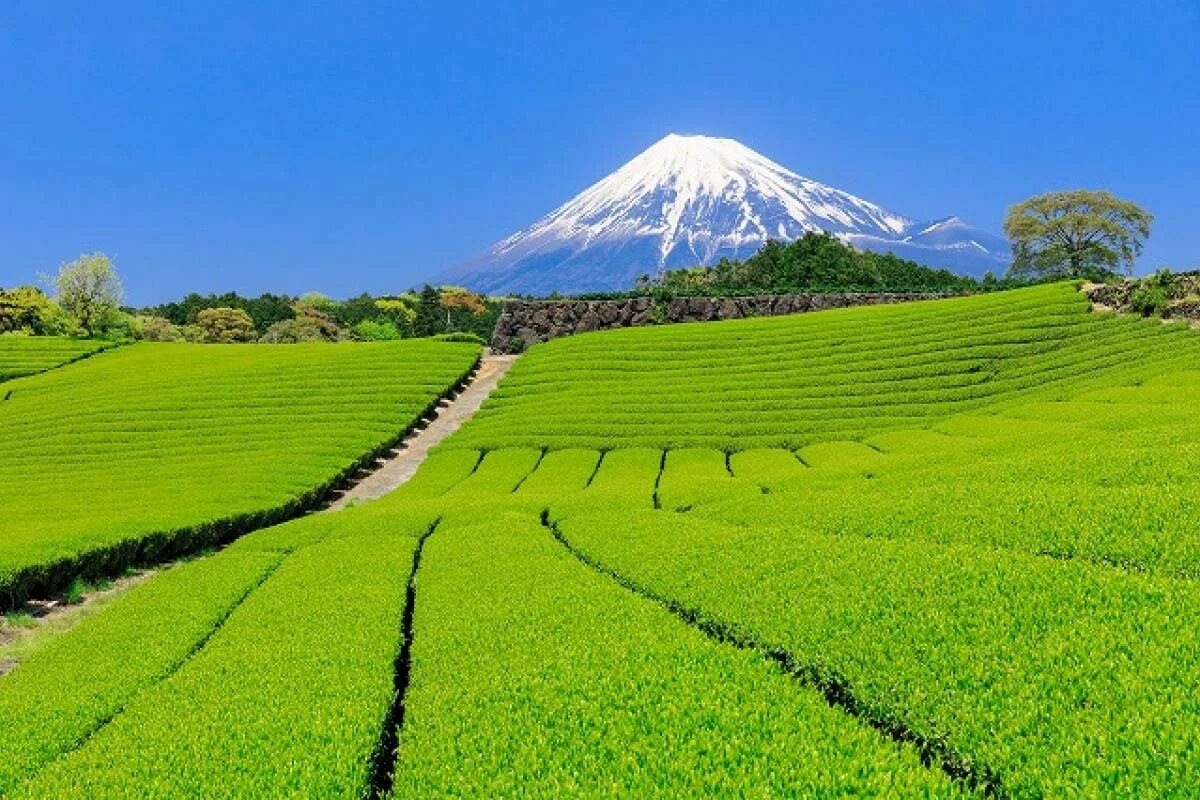 Природный потенциал японии. Чайная плантация Сидзуока. Префектура Сидзуока чайная плантация. Сидзуока Япония. Префектура Сидзуока в Японии чай.