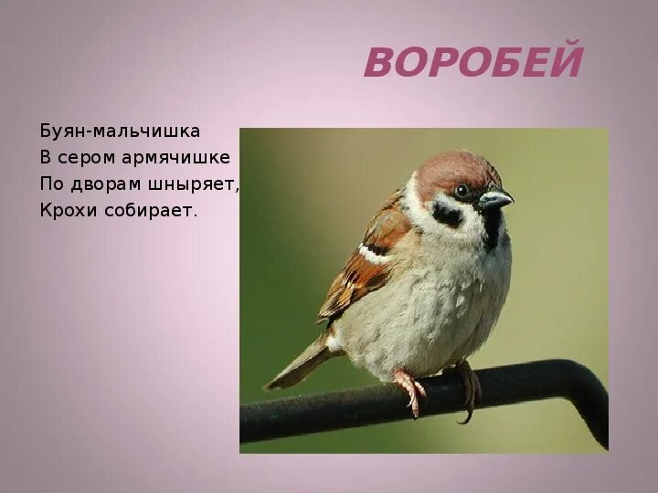 Загадка про воробья. Маленький мальчик в сером армячишке по дворам шныряет крохи собирает. Загадка про воробьев для детей. Загадка про воробья. Птичка-невеличка в сером армячишке по дворам шныряет крохи собирает.