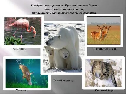 Красная книга белые страницы животные