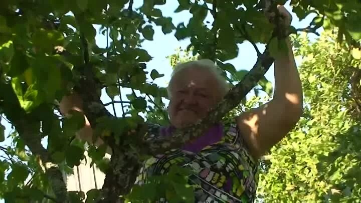 Созрели вишни в саду у дяди. В узбекистане поспела черешня. Поспели вишни. Сад дяди вани. Созрела вишня в саду у дяди.