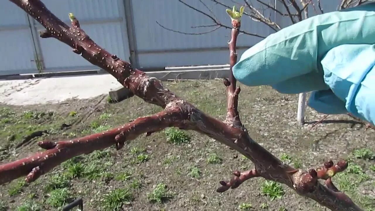 Как реанимировать яблоню после заморозков