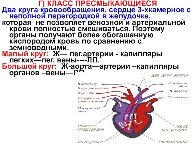 Трехкамерное сердце с неполной перегородкой в желудочке. Перегородка в желудочке. Неполная перегородка в желудочке. Неполная перегородка в желудочке сердца у пресмыкающихся.