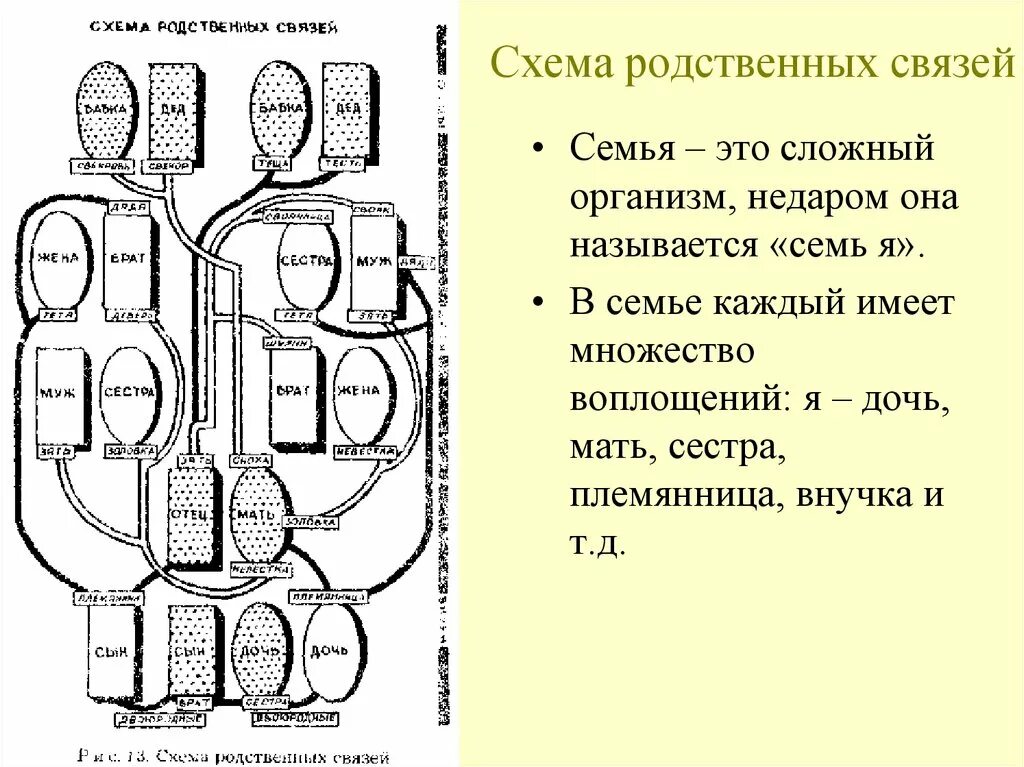 Схема родственных связей. Схема родственных связей в семье. Степени родства схема. Родственные отношения. Включи родственная связь