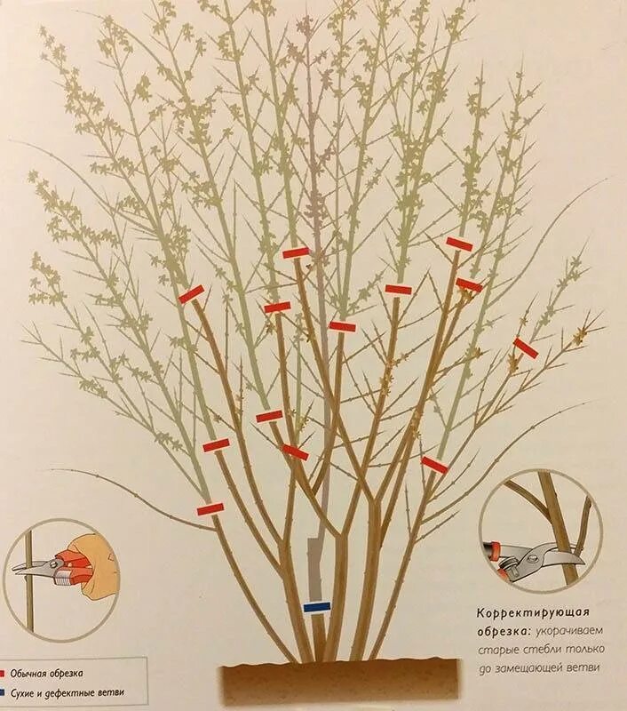 Как правильно цветет