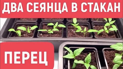 Пикируют ли перец