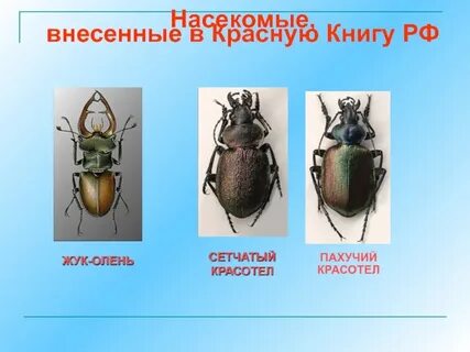 Какие насекомые занесены в красную
