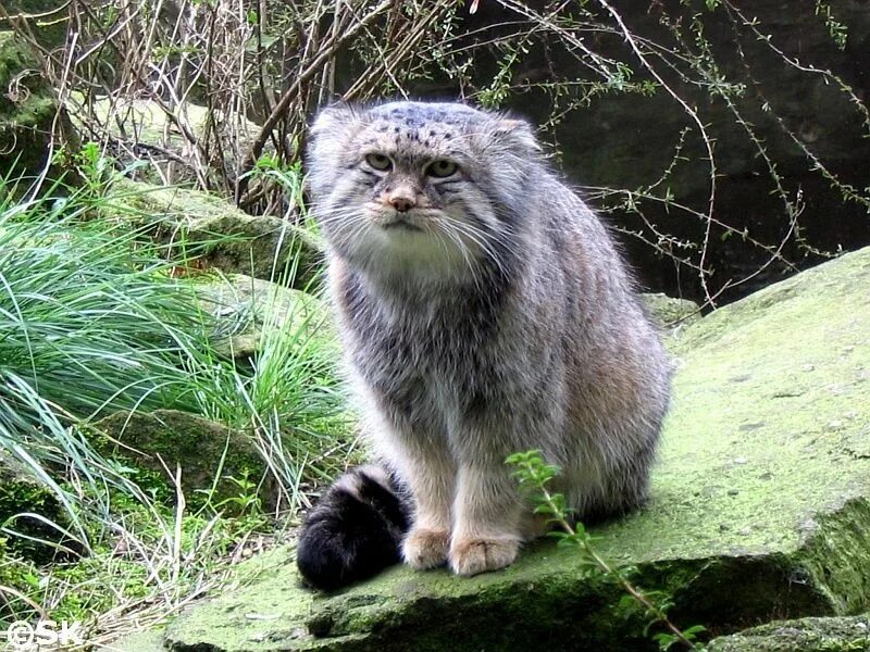 Кот Манул. Манул (палласов кот). Сибирский дикий кот Манул. Манул Забайкальский. Густота шерсти сибирского манула