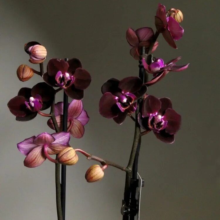 Где купить орхидею. Фаленопсис Блэк Баттерфляй. Фаленопсис Блэк Трезор. Орхидея ambiance Phalaenopsis. Орхидея фаленопсис Блэк принц.
