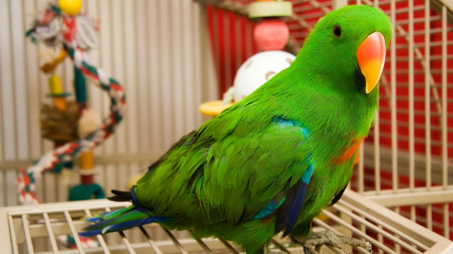 Home bird. Попугай зеленый волнистик. Лазурный какарики. Попугай домашний. Домашние питомцы попугайчики.