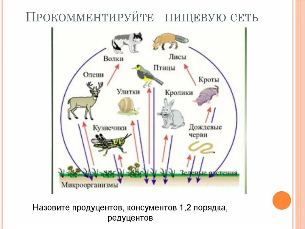 Пищевая сеть примеры. Пищевые цепи трофическая структура биогеоценоза. Пищевая сеть это в биологии 9 класс. Сеть питания биология 5 класс. Трофическая структура биоценоза картинки.