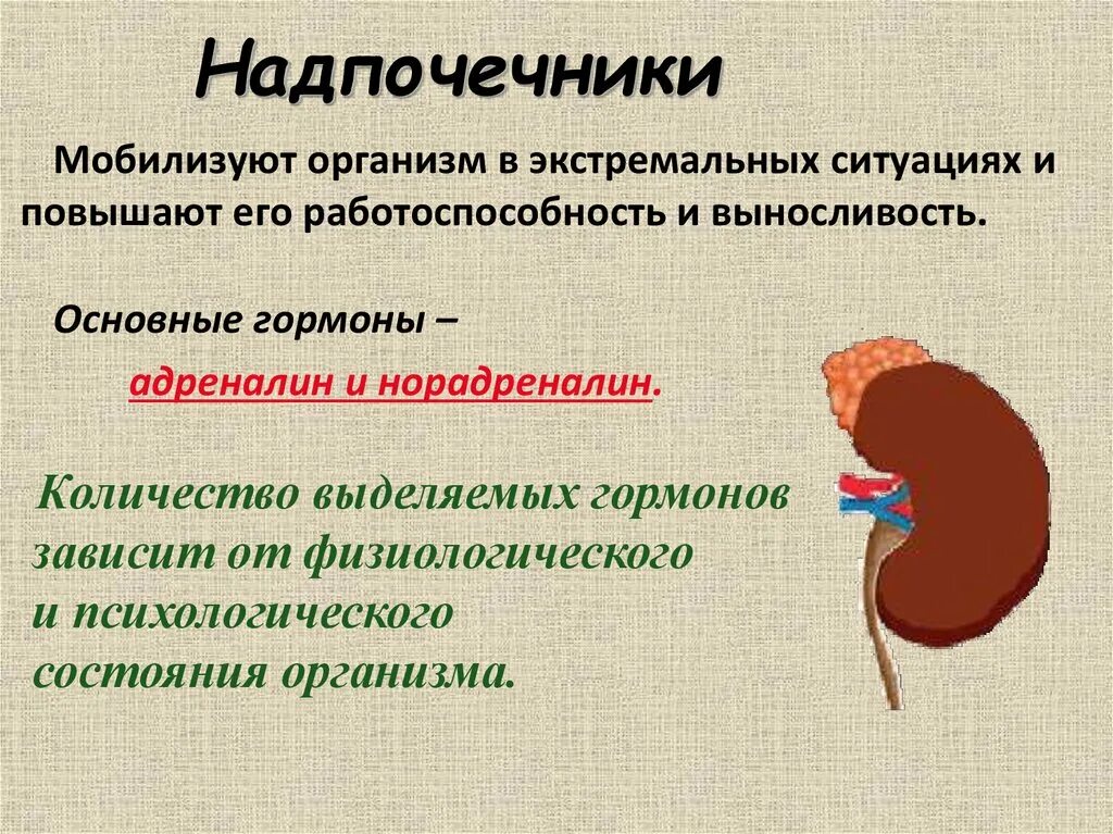 Надпочечники функции в организме. Роль надпочечников в организме. Заболевания надпочечников человека. Нарушения надпочечников заболевания.