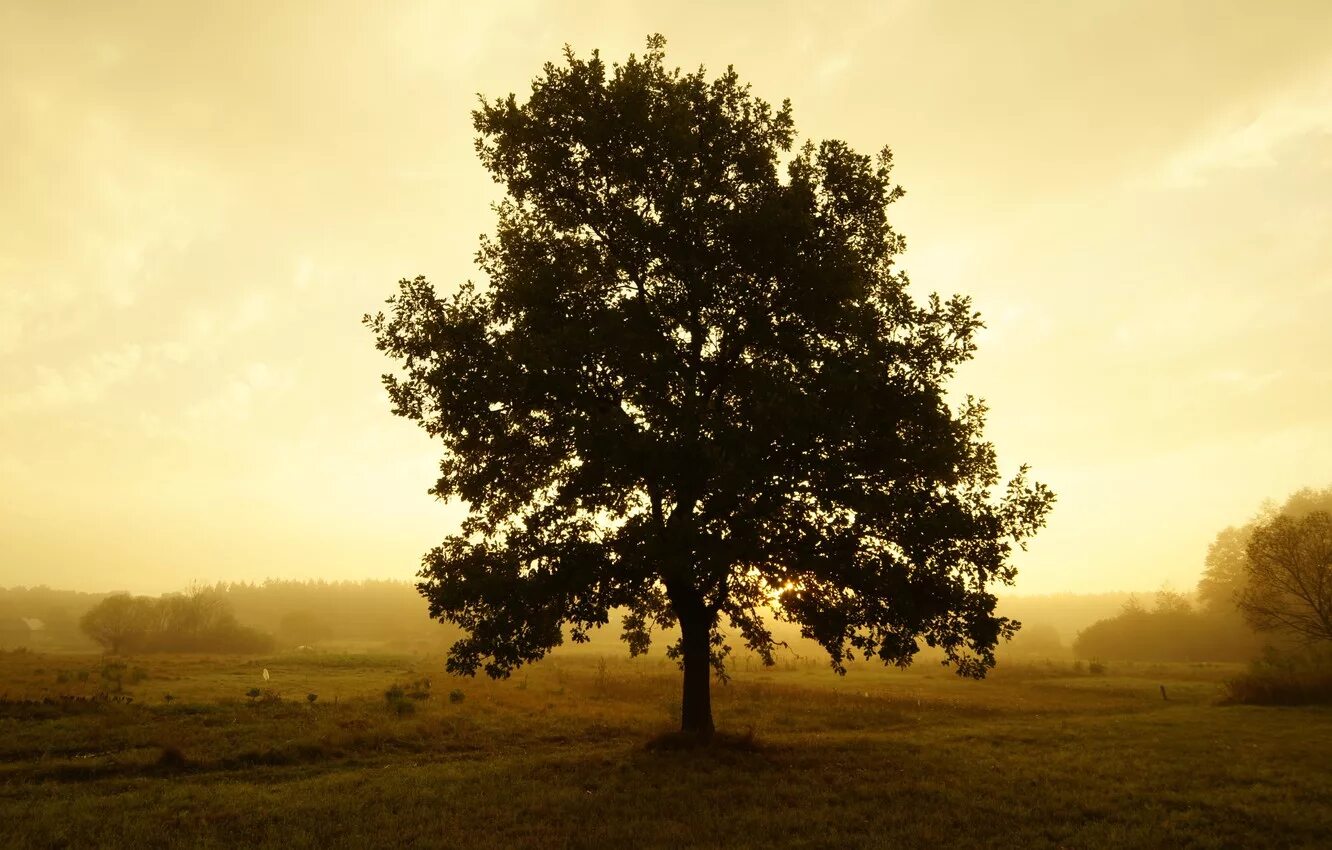 Одинокое дерево. Дуб дерево. Одиноко стоящее дерево. Одинокое дерево в тумане.