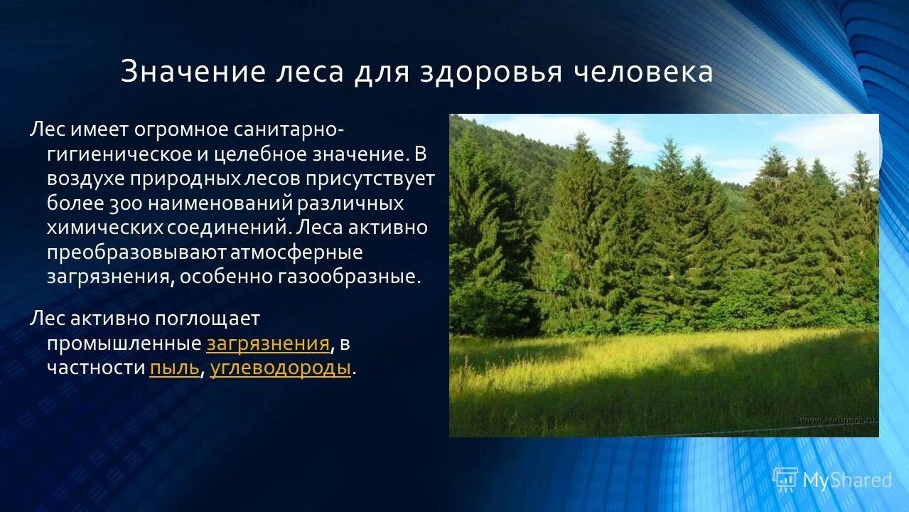 Какова роль леса в жизни человека. Значимость леса для человека. Значимость лесов для человека. Значение леса для человека. Экономическая роль леса.