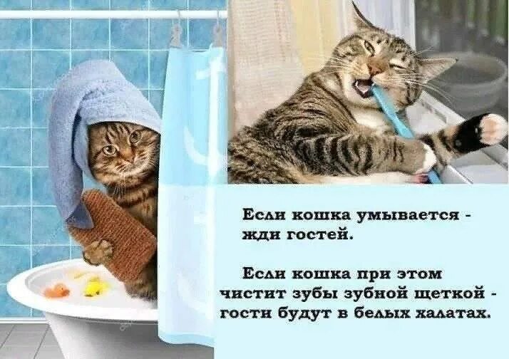 Кошка умывается примета. Котик умывается. Кошка смешно умывается. Почему кошки умываются. Кошка моет лицо.