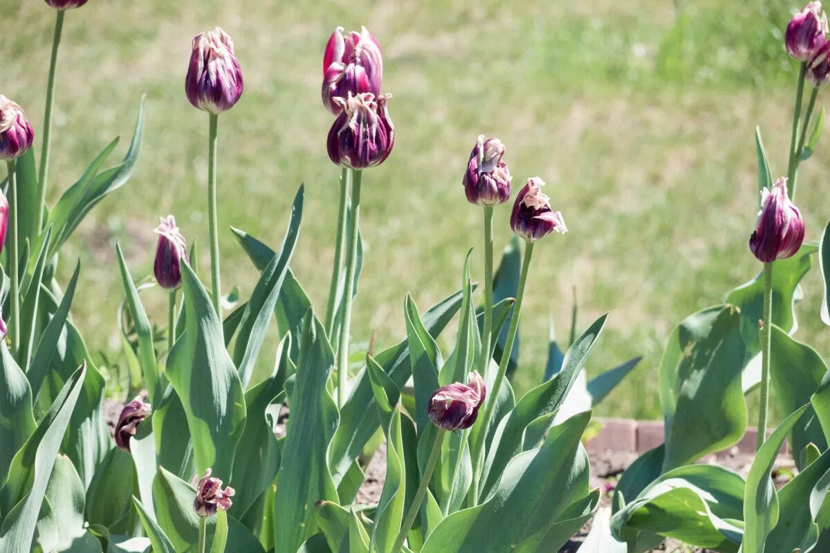 Тюльпаны отцвели что делать дальше в открытом. Тюльпаны отцвели. tulipa dasystemonoides. тюльпаны после цветения. тюльпаны после отцветания.