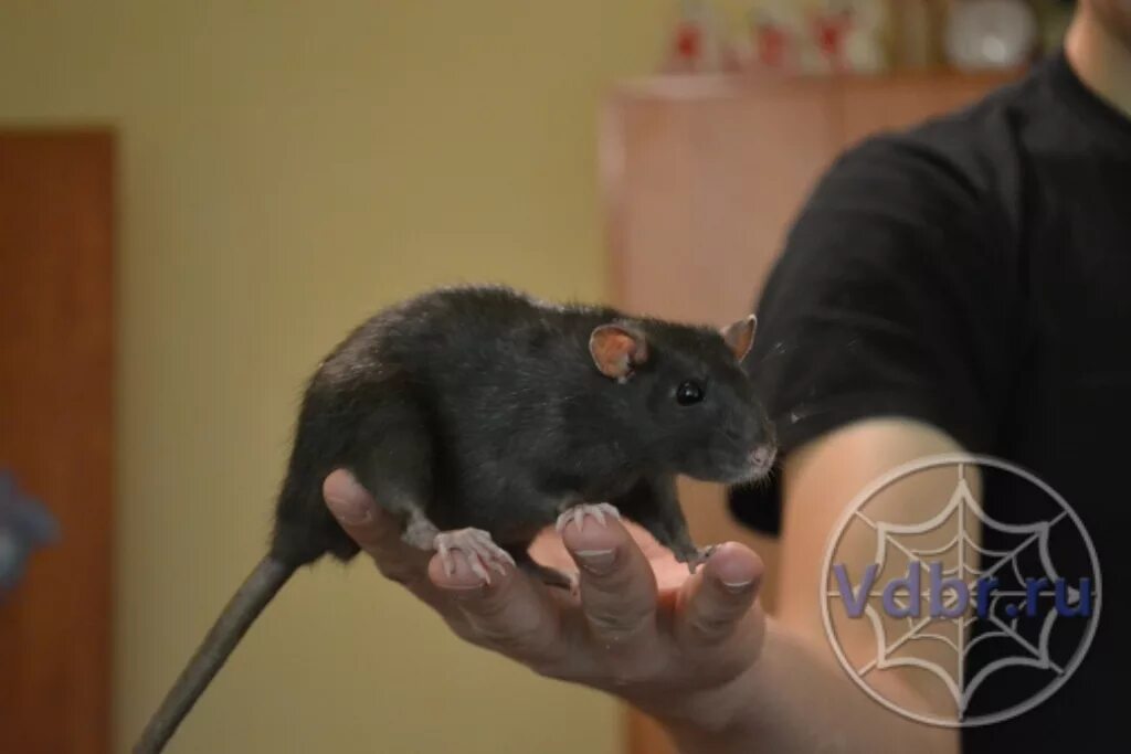 Сколько лет живут домашние крысы. Черная крыса в зоомагазине. крысы долгожители породы. крыса в домашних условиях.