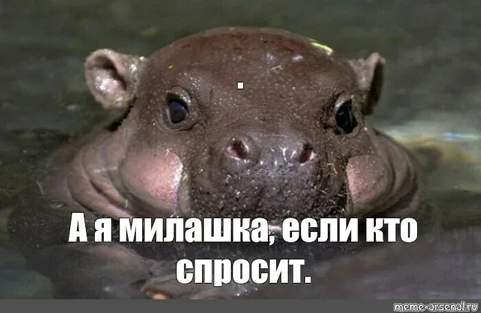 Мем бегемот. Бегемот мемы. бегемотик мем. мемы с бегемотиками. гиппопотам мем.