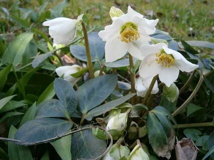 La Rosa di Natale (Helleborus niger.