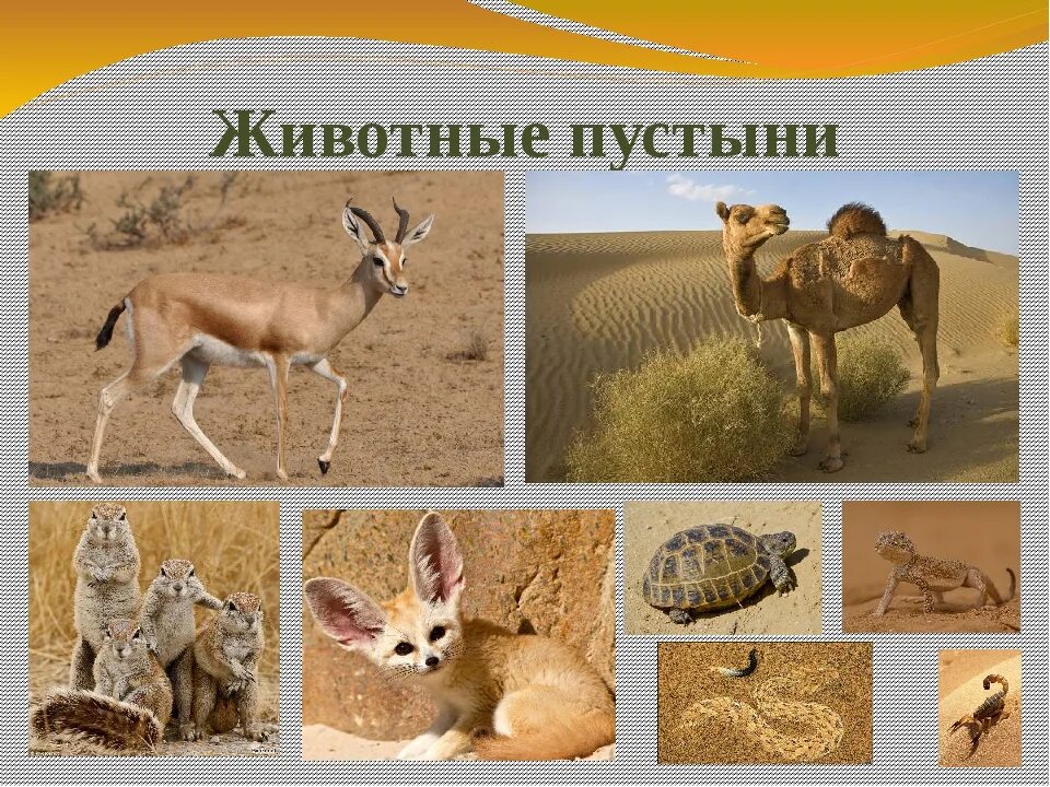 Пустыни и полупустыни животный мир. Пустыни и полупустыни Африки животные. Пустыни и полупустыни России животный мир. Животные пустынь и полупустынь в России.