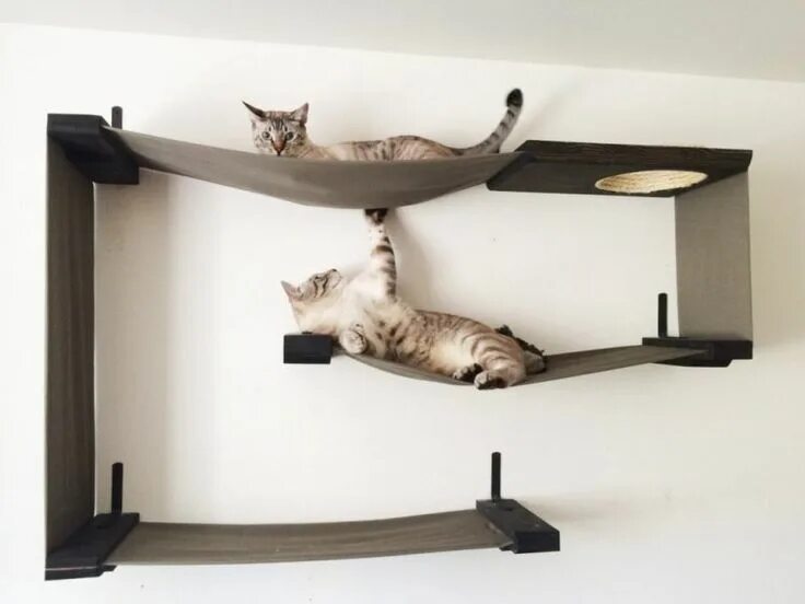 Который заканчивается для кота