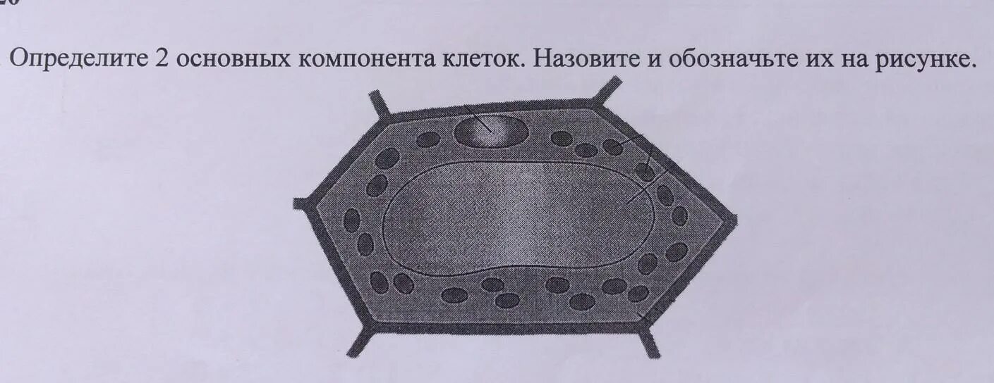 Д с основной элемент. Два основных компонента клеток. Отметь название компонента клетки обозначенного цифрой 2. Компоненты клетки 6 класс Естествознание. Как назвать клеточный прокладка.