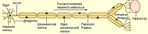 Узел нервного волокна