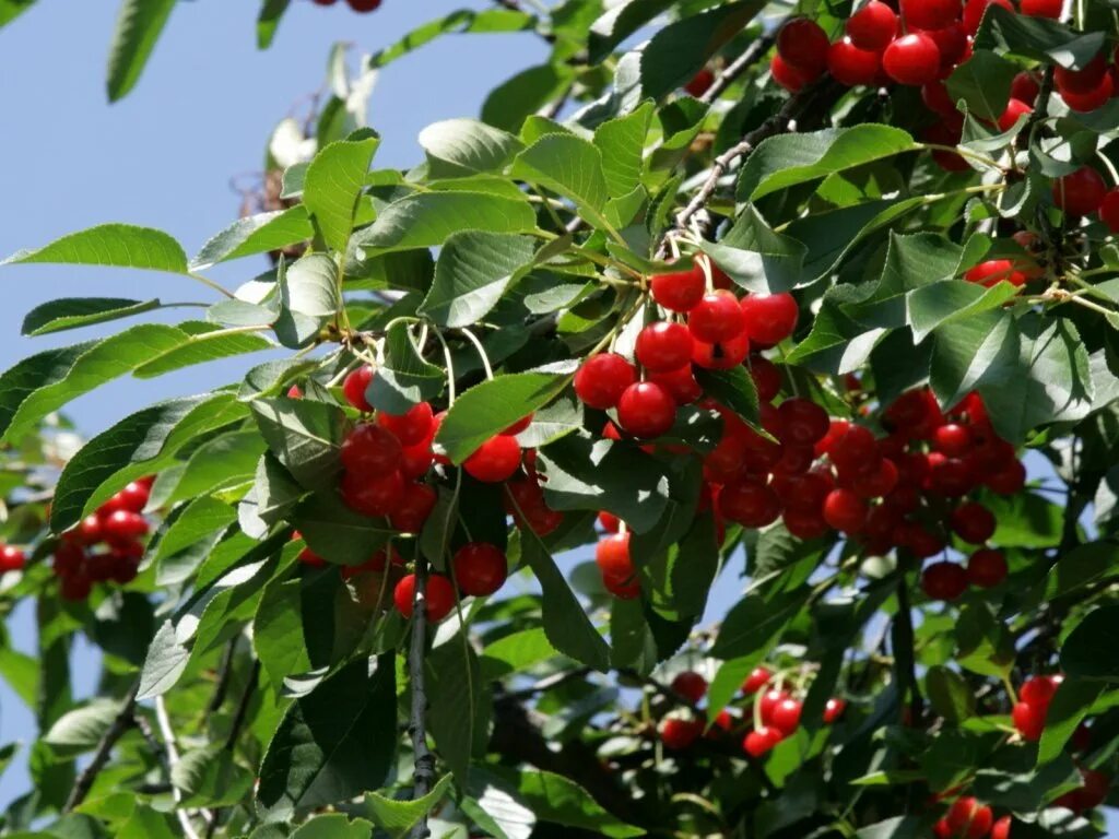 Вишня плодовое дерево. Вишня Степная (Prunus fruticosa). Cerasus fruticosa Pall. – Вишня кустарниковая. Вишня Степная Изобильная. Вишня Брусницына.