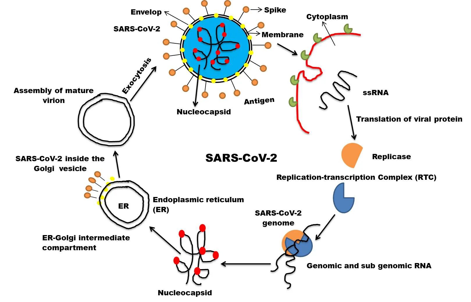 Вирус sars cov 2 отнесен к группе. Жизненный цикл коронавируса SARS-cov-2. Жизненный цикл вируса SARS cov 2. +Резистентность коронавируса SARS cov 2. Классы резистентности коронавирус SARS-cov-2.