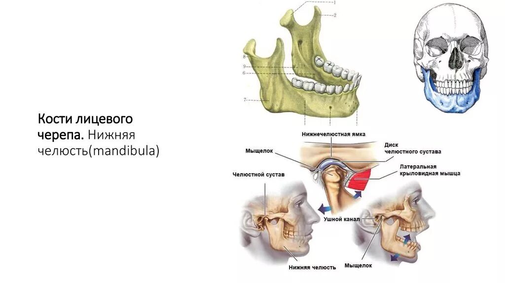 Мыщелок нижней челюсти анатомия. Нижняя челюсть кость черепа анатомия. Кости черепа нижняя челюсть анатомия. Анатомия мыщелка нижней челюсти. Нижняя челюсть с черепом подвижные