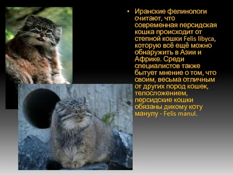 Перс сведения штраф. Факты о персидских кошках. степная кошка рассказ. доклад о персидской кошке. персидская кошка доклад для 2 класса.