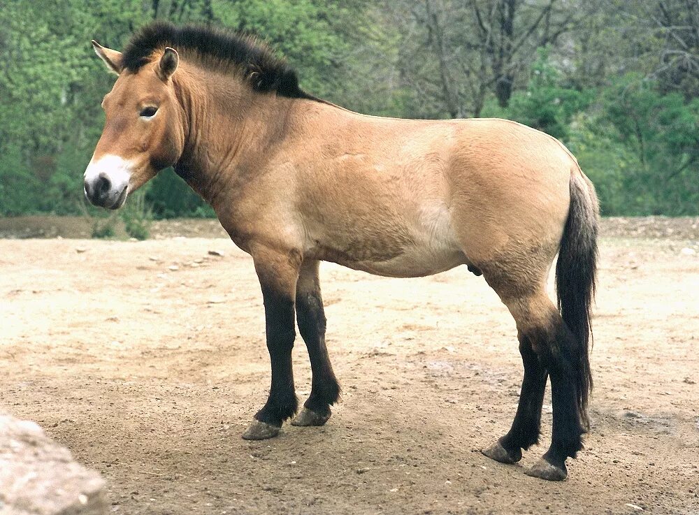 Лошадь Пржевальского Equus przewalskii. Лошадь Пржевальского красная. Дикая лошадь Пржевальского. Лошадь Пржевальского красная книга. Почему лошадь пржевальского