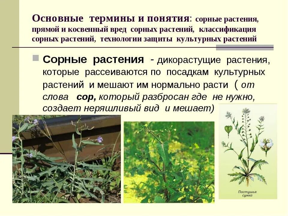 Распространение культурных растений. Сорные травы. Сорное травянистое растение. Сорные растения сорные травы. Вредные сорные растения. Потенциальное растение