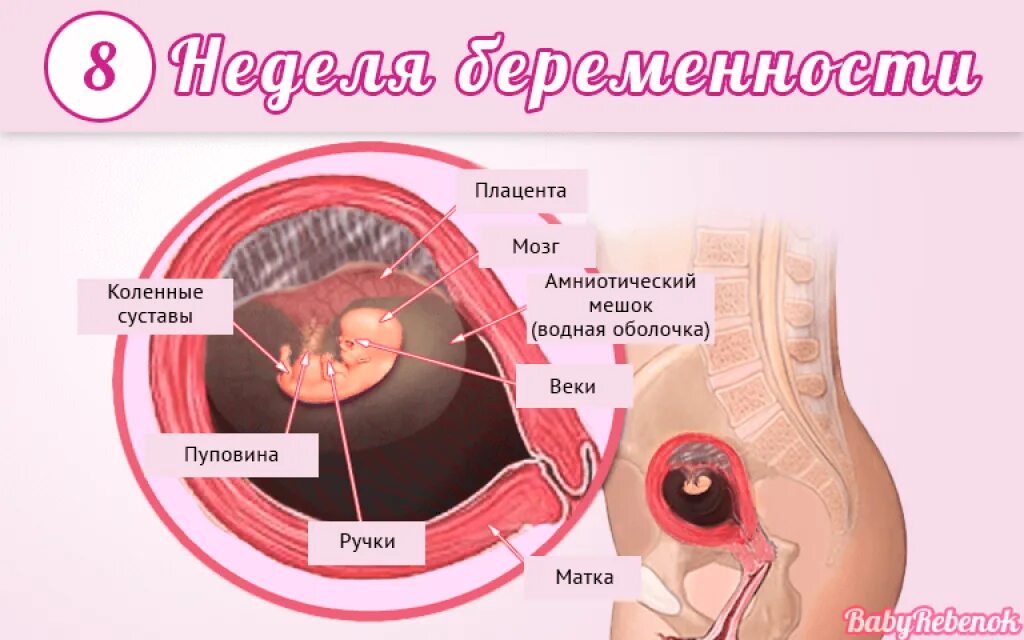 10 Недель как выглядит плод на УЗИ. Эмбрион на 10 неделе беременности фото. Плод 9-10 акушерских недель беременности. 10 Недель беременности фото плода на УЗИ. Состояния при 8 неделях
