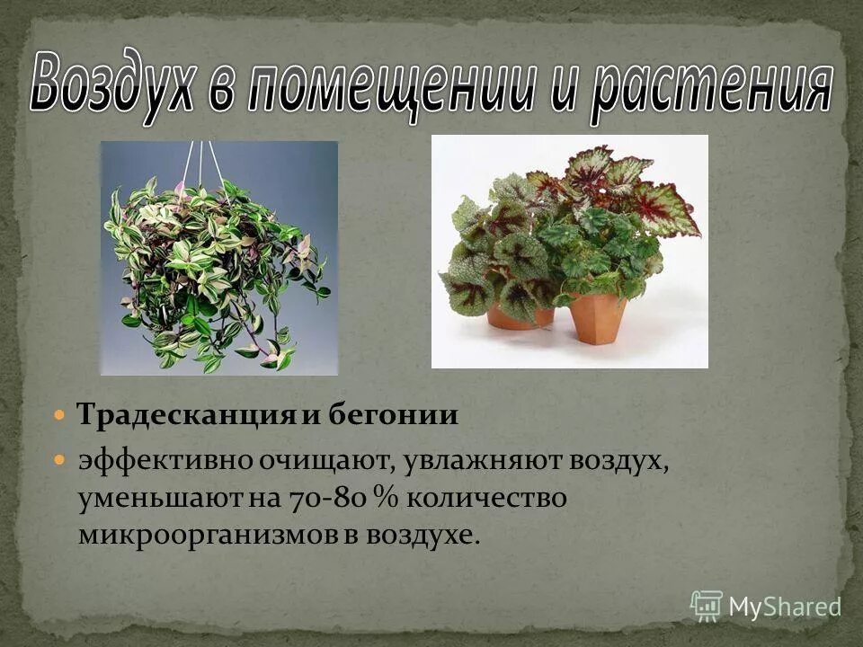 Экспериментатор взял одно растение традесканции. Экспериментатор взял одно растение традесканции