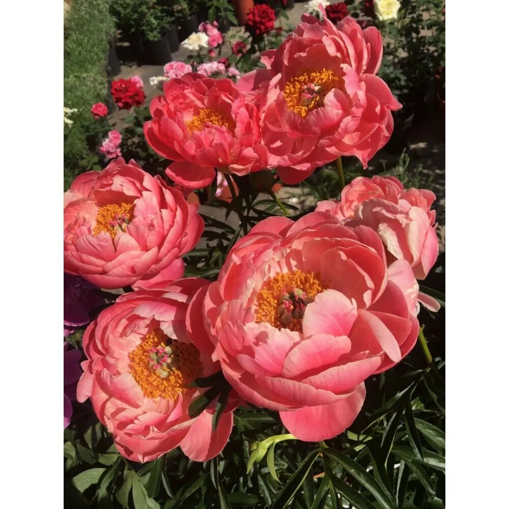 Пион корал чарм. Пион coral charm. Пион корал чарм. Пион травянистый корал шарм 1шт сдс. Пион молочноцветковый корал чарм.