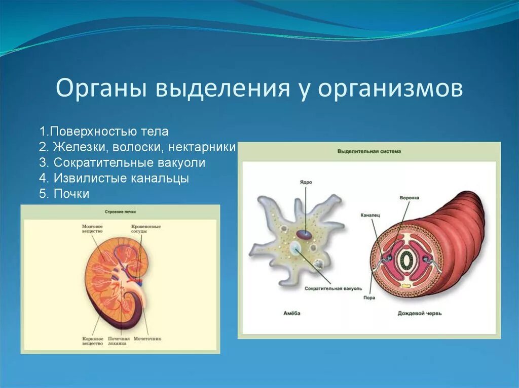 Выделение биология 6 класс кратко. Органы выделения организма. Выделение живых организмов. Органы выделения живых организмов. Выделение веществ у животных.