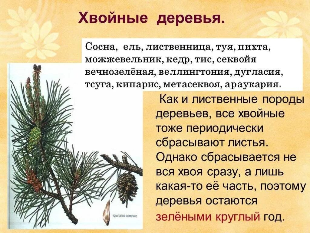 Хвойная части слова. Сосна ель лиственница можжевельник иголки. Сосна презентация. Хвоинки хвойных растений. Сосна и ель растение.