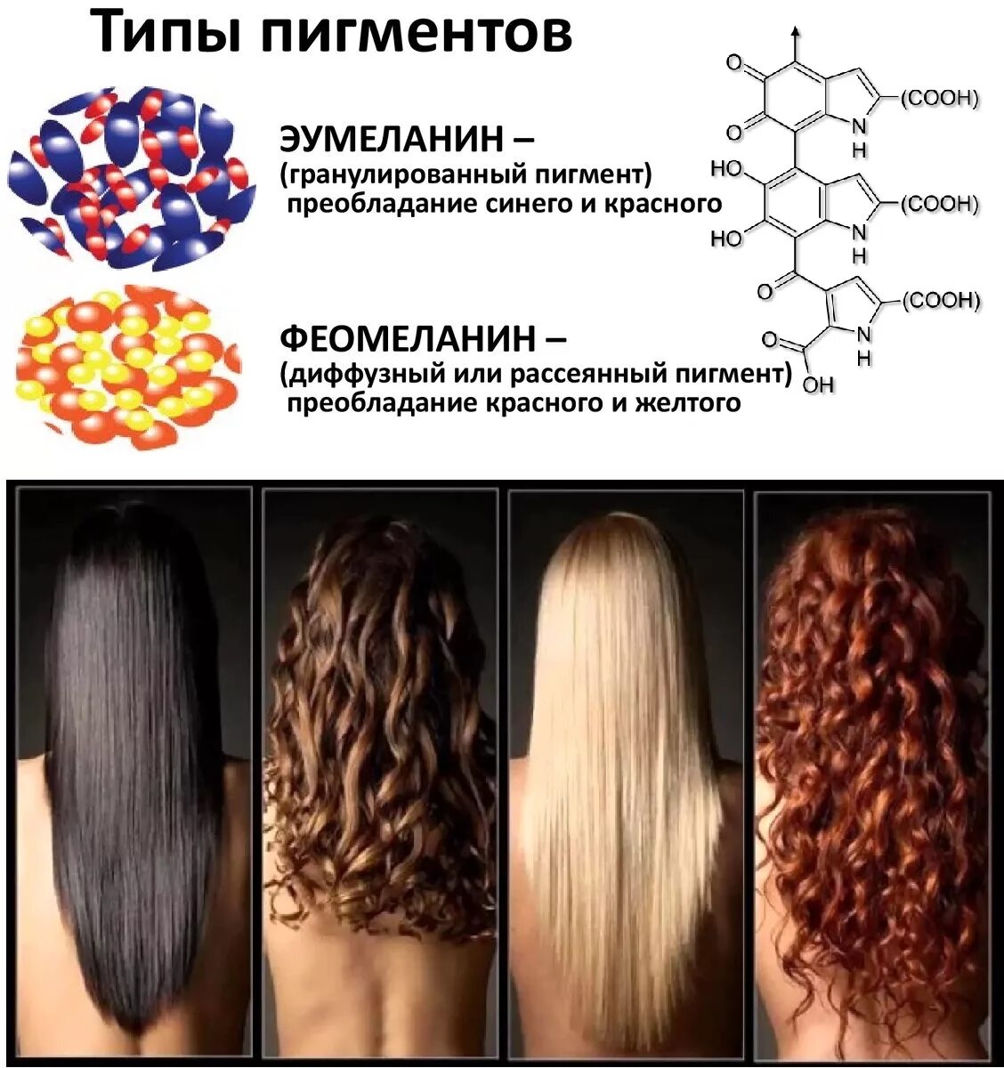 Меланин пигмент волос. Эумеланин и феомеланин пигмент. Пигмент для волос. Эумеланин и феомеланин пигмент волоса. Пигмент волоса эумеланин.