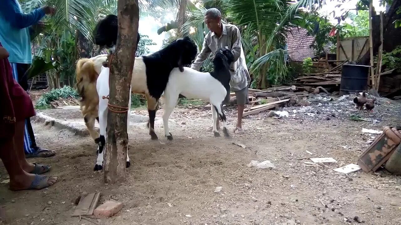 Video bokep hewan. Dog vs girl. Woman vs kuda. Video bokep hewan. Video bokep hewan.