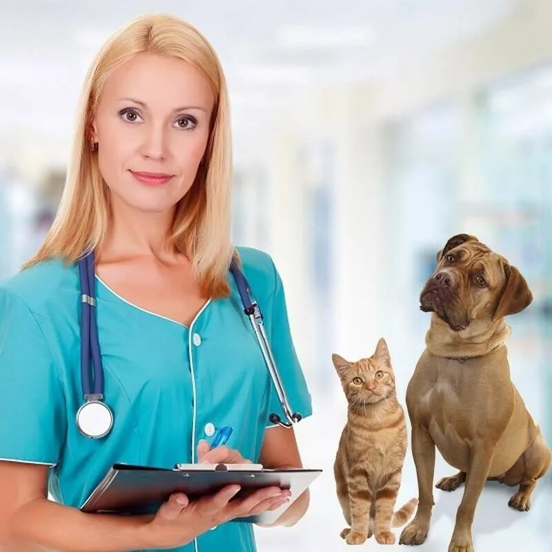 ответы ветеринара