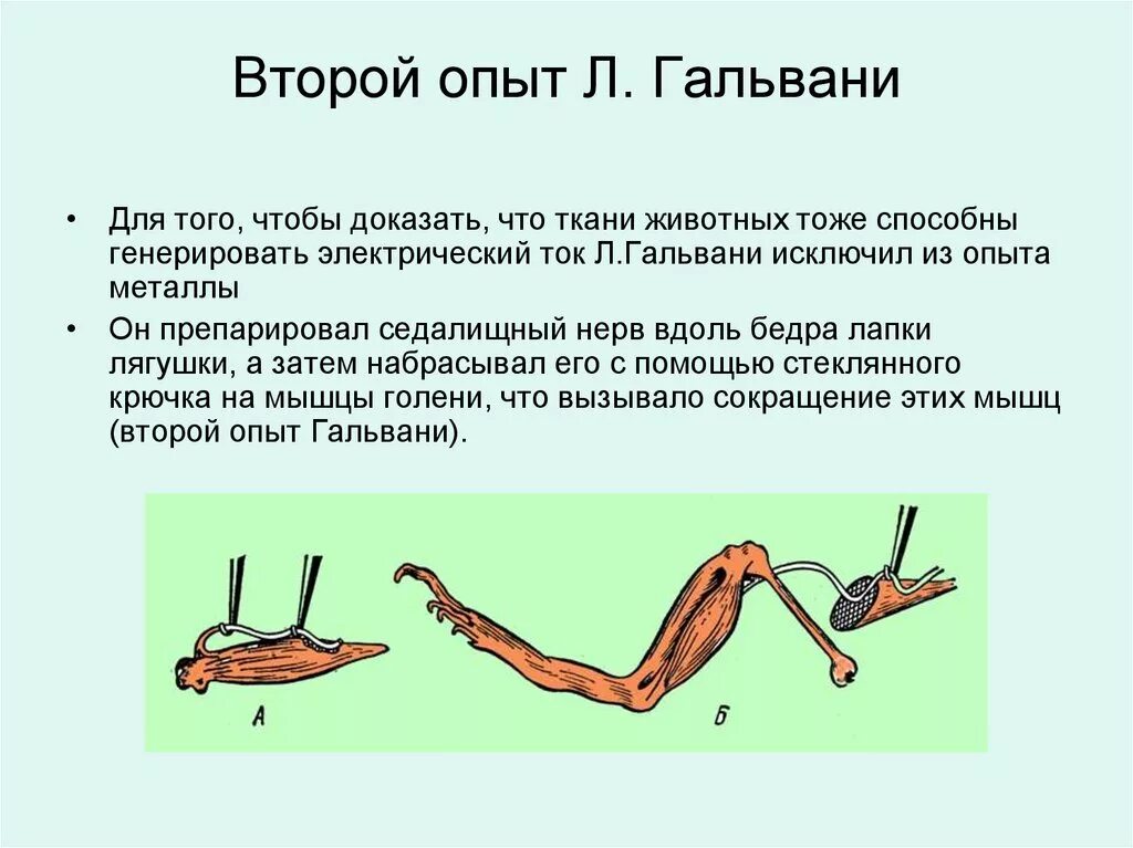 2 Опыт Гальвани физиология. Опыт Гальвани с лягушкой 2. Опыты Гальвани и Маттеуччи. Эксперимент Луиджи Гальвани. Какой ток вызывает сокращение мышц