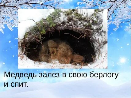 Сербский блоггер залез в берлогу к медведю