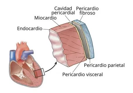 Del corazon