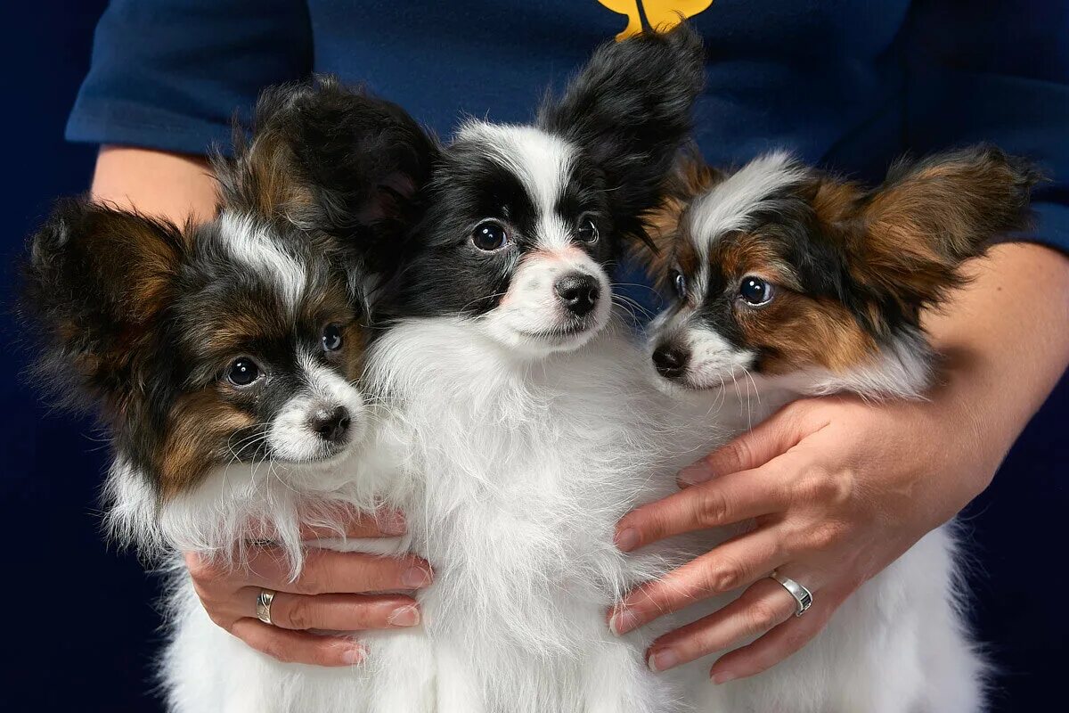Чего он грустит!!!! Papillon puppy, Papillon dog puppy, Papillon dog